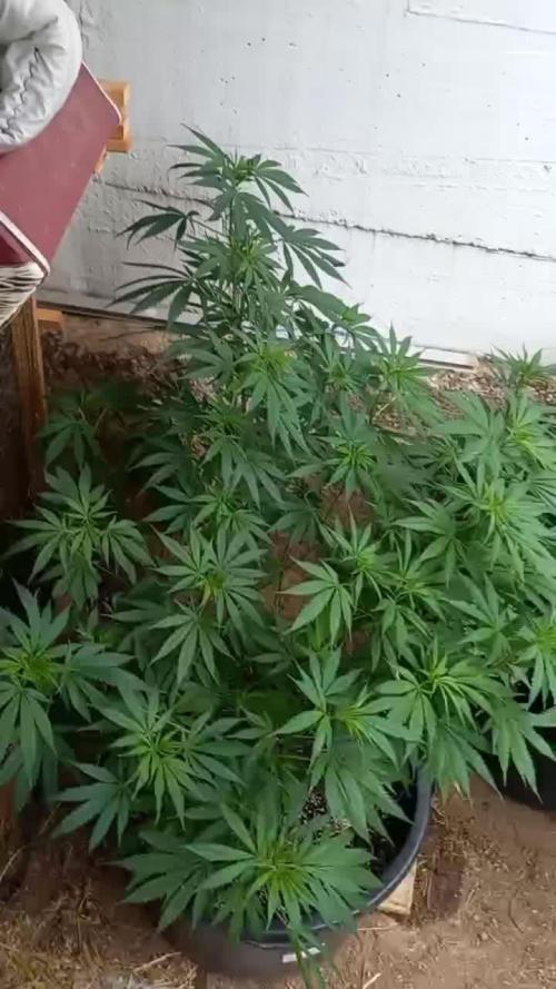 pure Sativas outdoor run