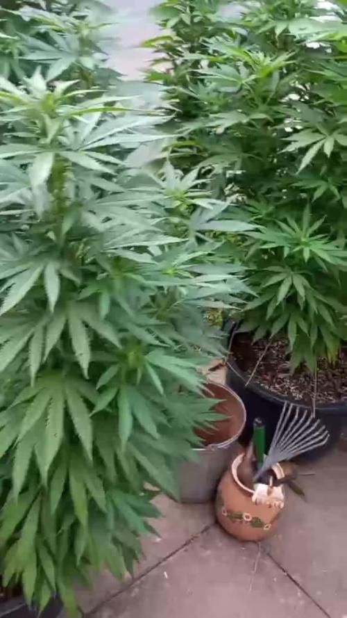 pure Sativas outdoor run