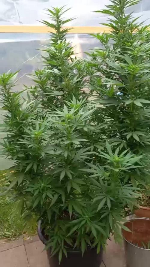 pure Sativas outdoor run