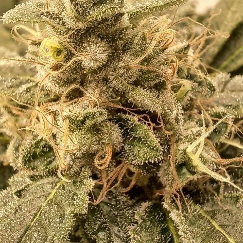 3 strain Blimburn Seeds..rest of the fun. Week 9 - blackberry moonrocks