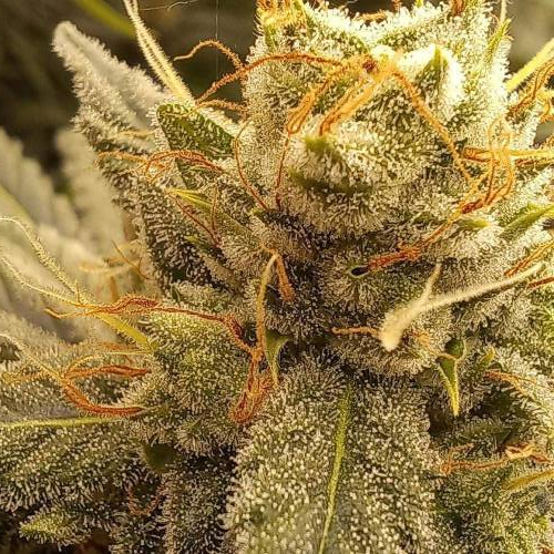 3 strain Blimburn Seeds..rest of the fun. Week 8