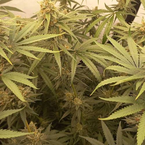 3 strain Blimburn Seeds..rest of the fun. Week 8