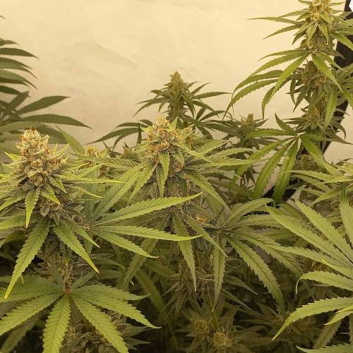 3 strain Blimburn Seeds..rest of the fun. Week 8