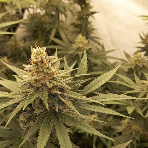 3 strain Blimburn Seeds..rest of the fun. Week 8