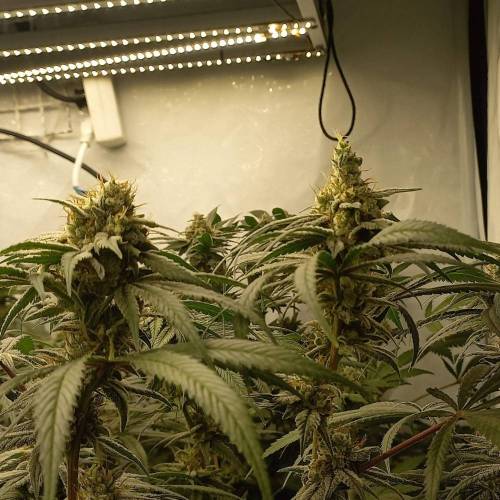 3 strain Blimburn Seeds..rest of the fun. Week 9 - glookies