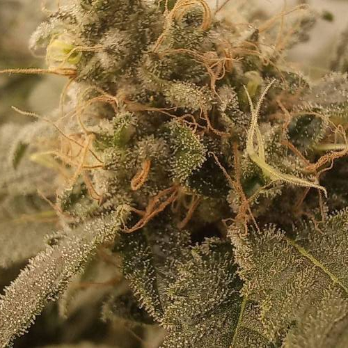 3 strain Blimburn Seeds..rest of the fun. Week 9 - blackberry moonrocks