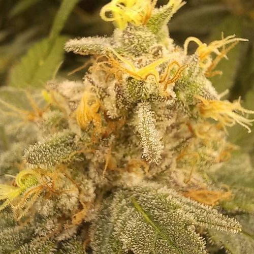 3 strain Blimburn Seeds..rest of the fun. Week 9 - glookies