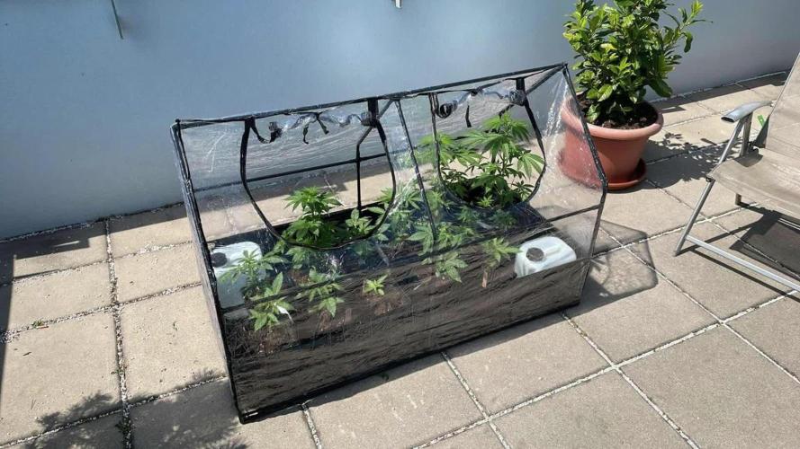 Banana Kush Cake Auto - Outdoor 25