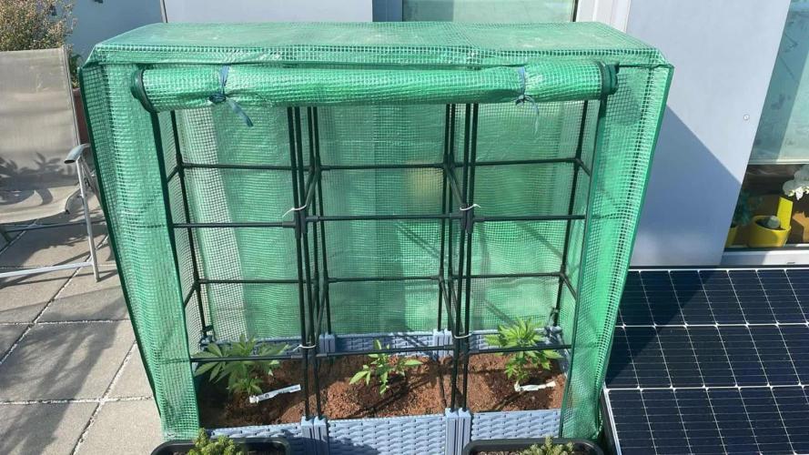 Auto Frozen Biscotti #1 - Outdoor 25