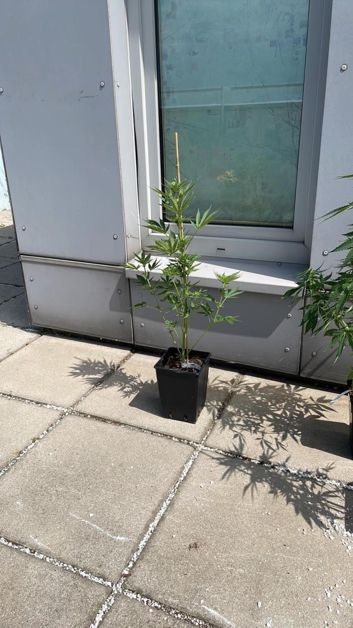 Gorilla Girl XL Auto - Outdoor 25. Week 5