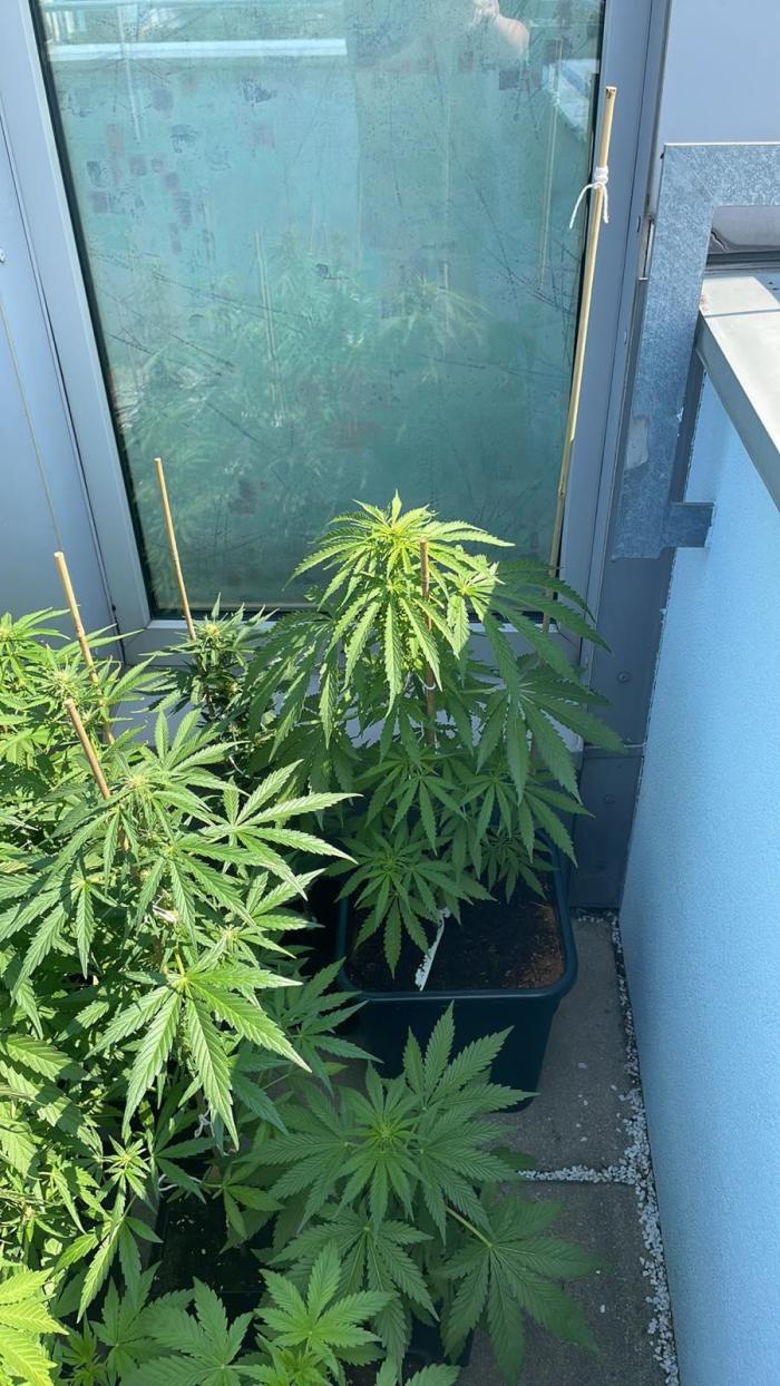 Sticky Orange XXL Auto - Outdoor 25. Week 5