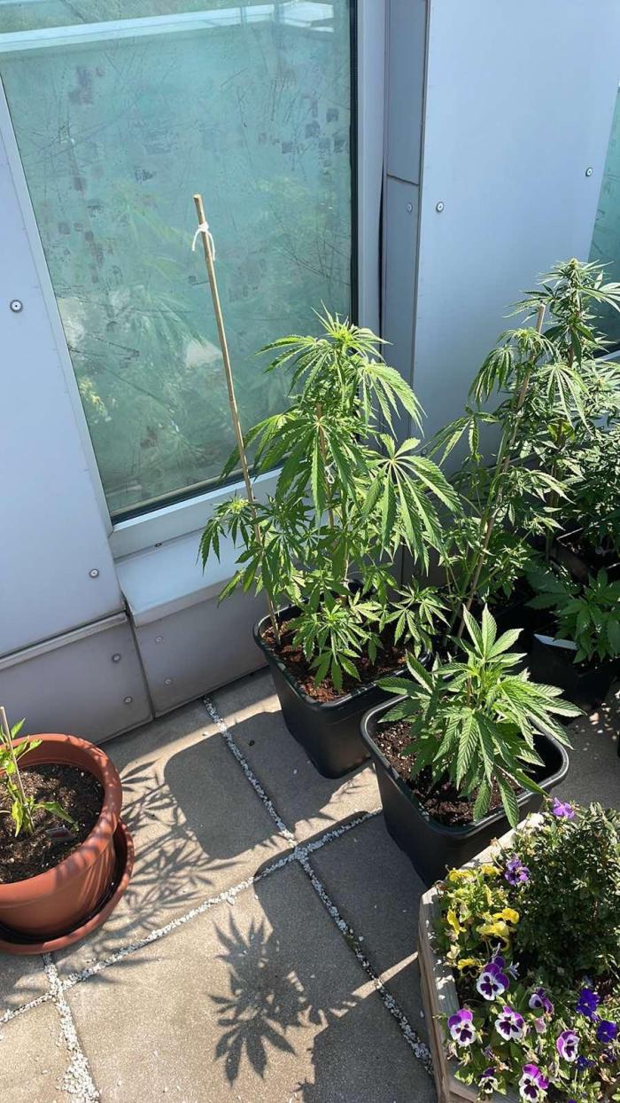 Sensi Amnesia XXL Auto - Outdoor 25. Week 5