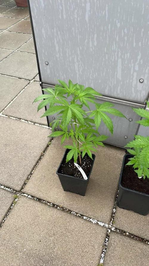 Pineapple Express Auto - Outdoor 25