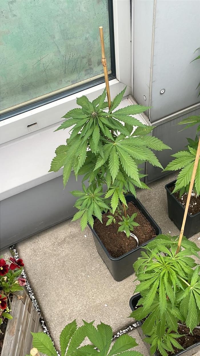 Blackberry Auto - Outdoor 25. Week 3