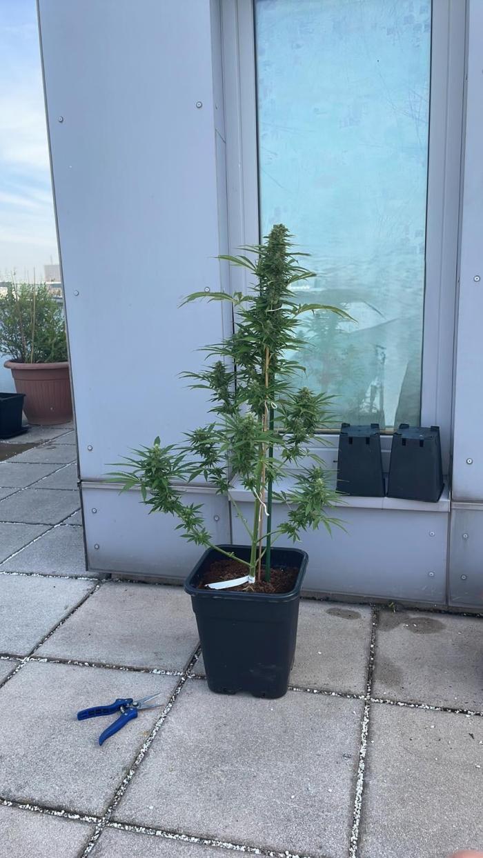 Sensi Amnesia XXL Auto - Outdoor 25. Week 8
