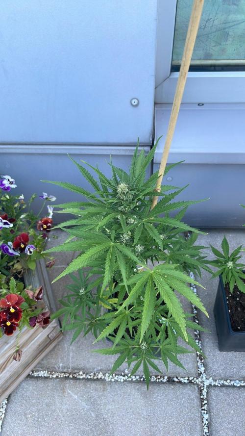 Sweet Mimosa XL Auto - Outdoor 25. Week 5