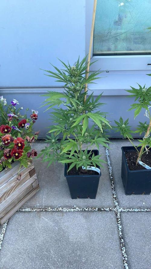 Sweet Mimosa XL Auto - Outdoor 25. Week 5