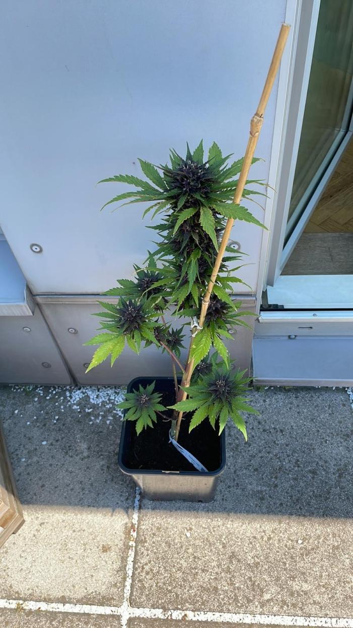 Blackberry Auto - Outdoor 25. Week 6