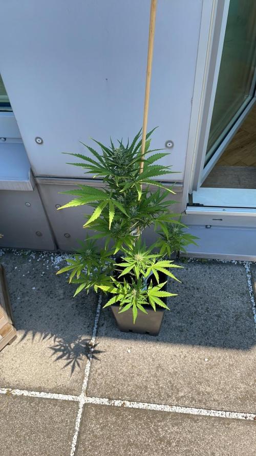 Sweet Mimosa XL Auto - Outdoor 25. Week 6
