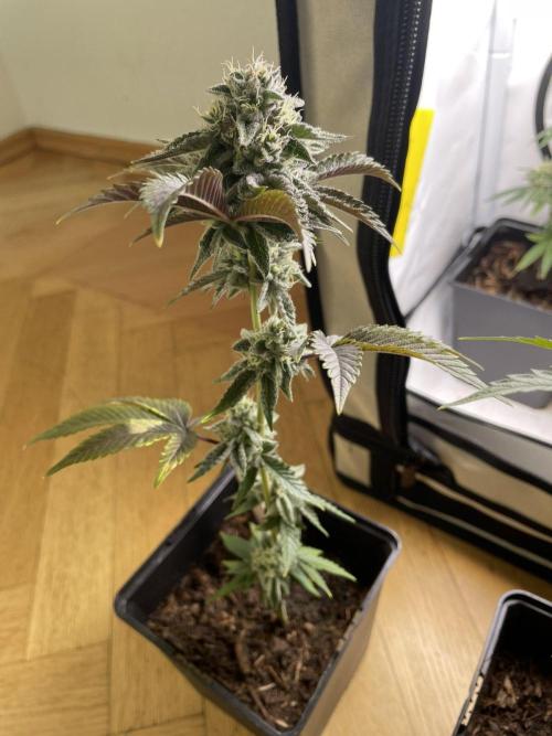 Oreoz - Micro Grow. Week 6 - oreoz