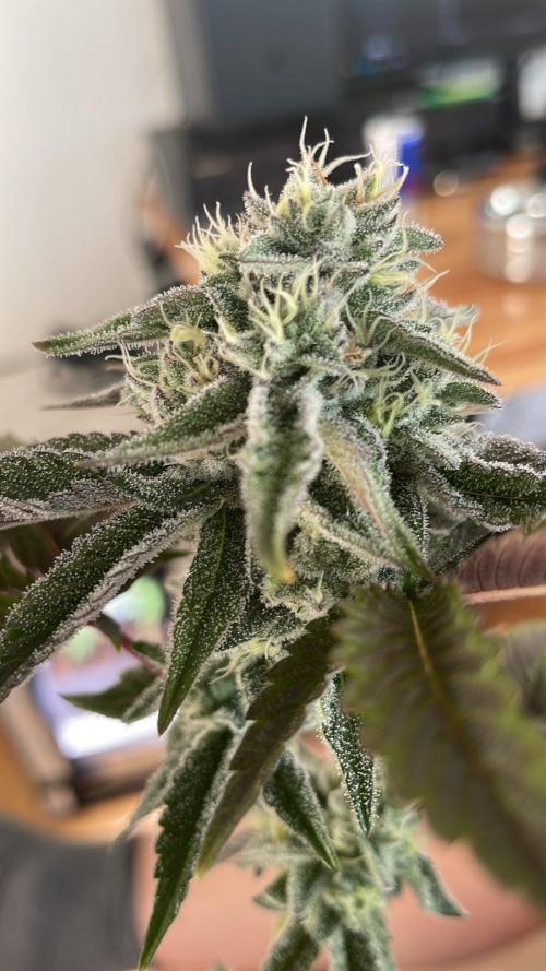 Oreoz - Micro Grow. Week 6 - oreoz