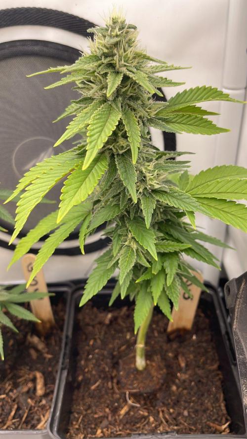 OG Kush - Micro Grow. Week 6