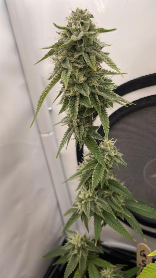 GSC - Micro Grow. Week 6