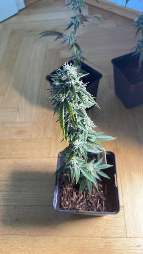 GSC - Micro Grow. Week 7