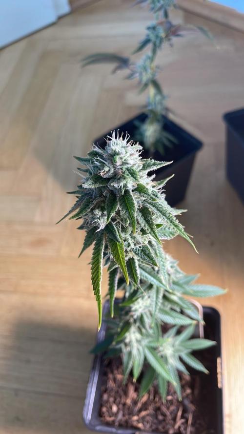 GSC - Micro Grow. Week 7