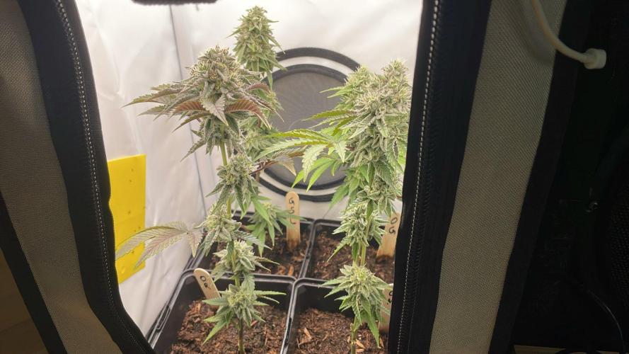 GSC - Micro Grow. Week 7