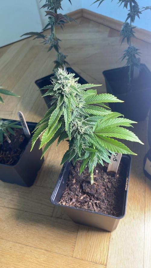 OG Kush - Micro Grow. Week 7