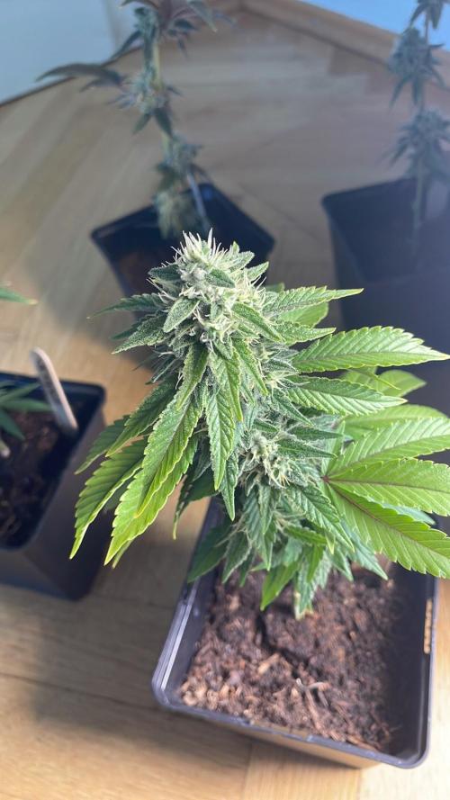 OG Kush - Micro Grow. Week 7