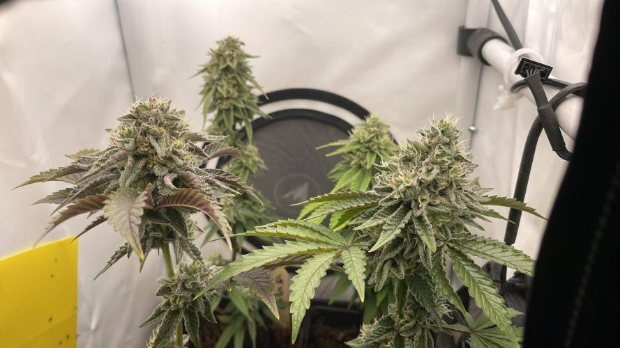 OG Kush - Micro Grow. Week 7