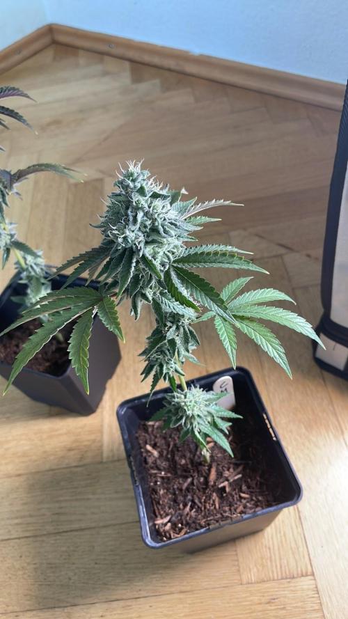 Cereal Milk - Micro Grow. Week 7