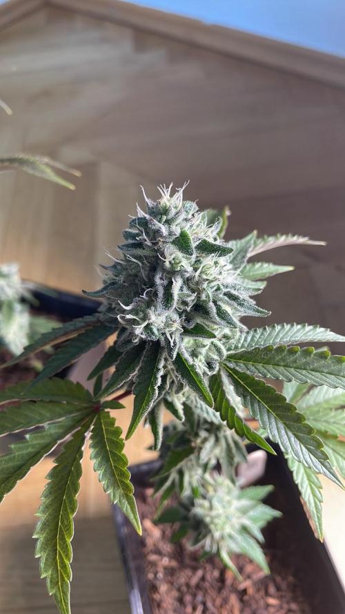 Cereal Milk - Micro Grow. Week 7