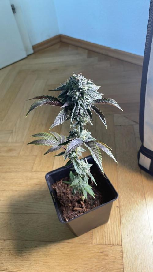 Oreoz - Micro Grow. Week 7