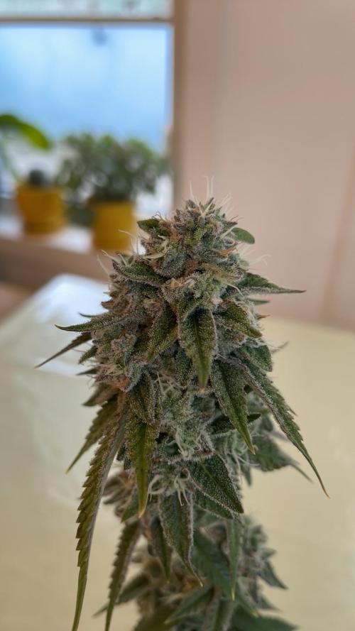 GSC - Micro Grow. Week 8