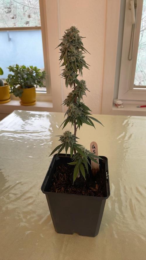 GSC - Micro Grow. Week 8