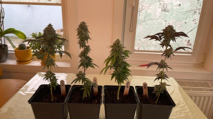 OG Kush - Micro Grow. Week 8