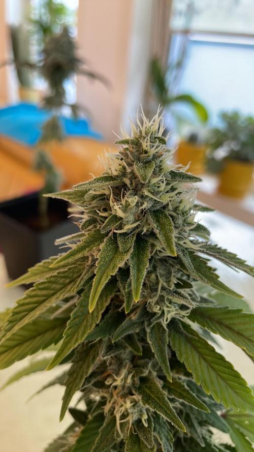 OG Kush - Micro Grow. Week 8