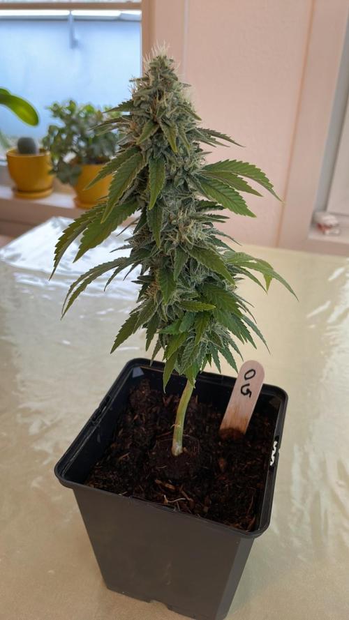 OG Kush - Micro Grow. Week 8