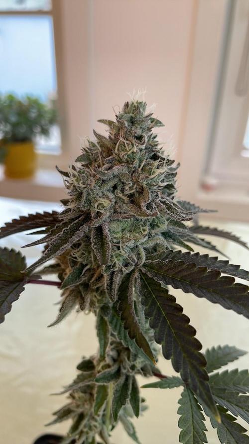 Cereal Milk - Micro Grow. Week 8