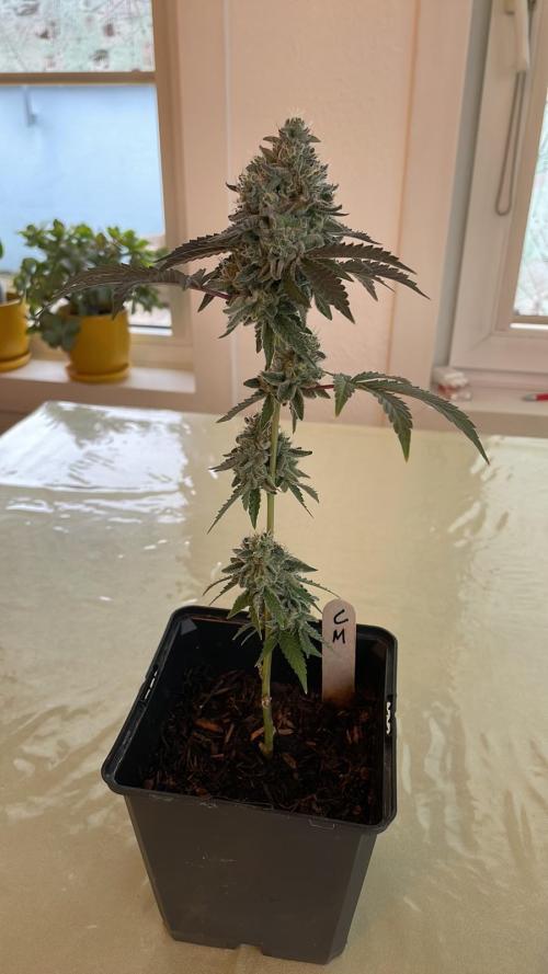 Cereal Milk - Micro Grow. Week 8