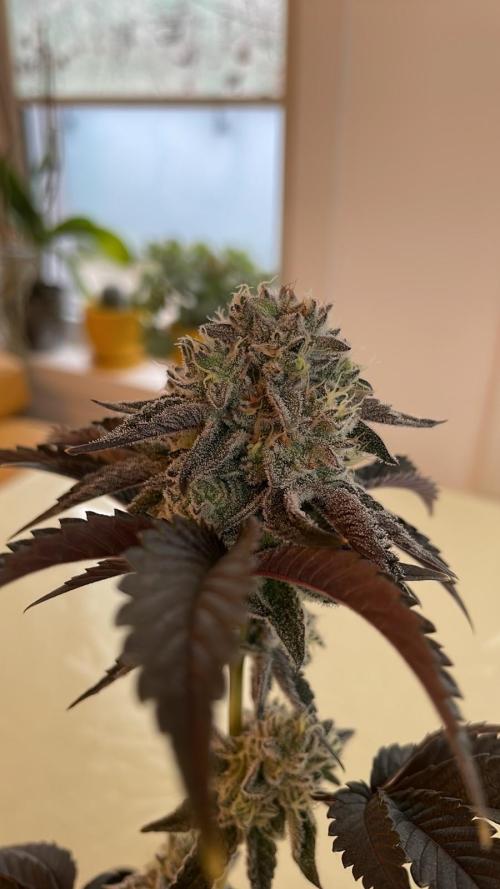 Oreoz - Micro Grow. Week 8