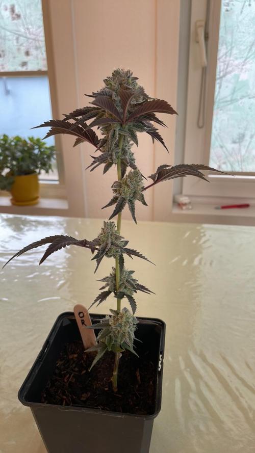 Oreoz - Micro Grow. Week 8