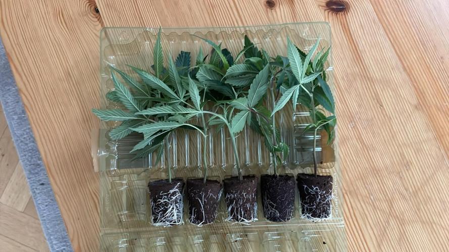 Hollywood - Micro Grow. Week 1