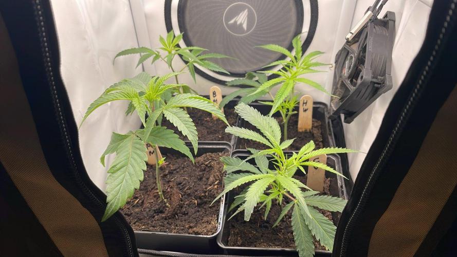 Permanent Marker - Micro Grow. Week 1