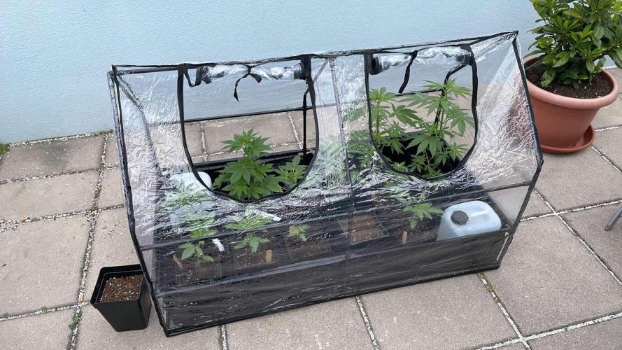 Sensi Amnesia XXL Auto - Outdoor 25. Week 2