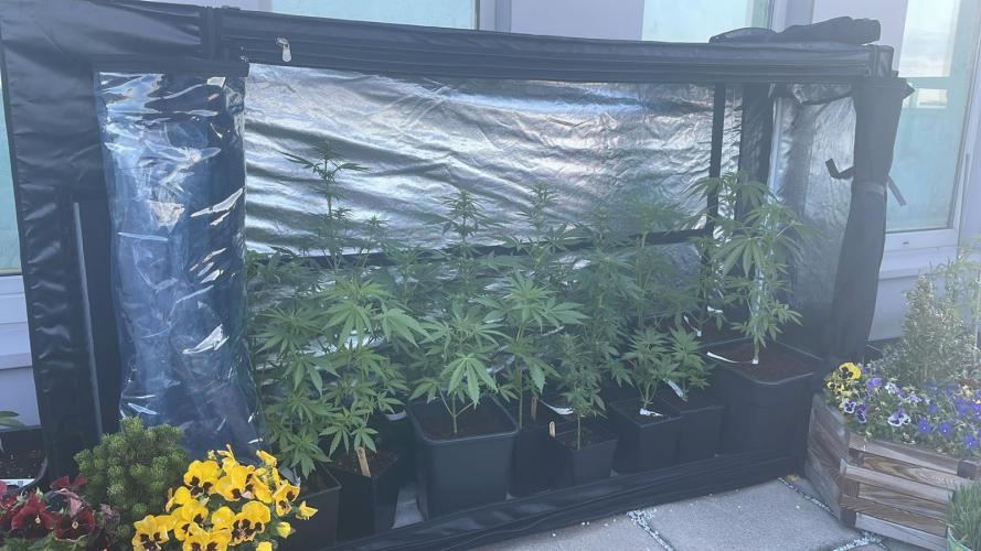 Sensi Amnesia XXL Auto - Outdoor 25. Week 4