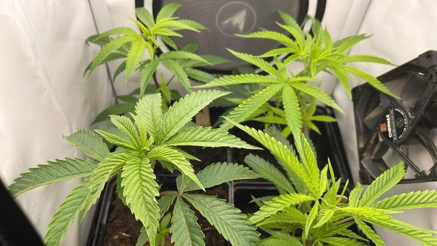 Cap Junky - Micro Grow. Week 2 - Back: Hollywood n Blueberry M.